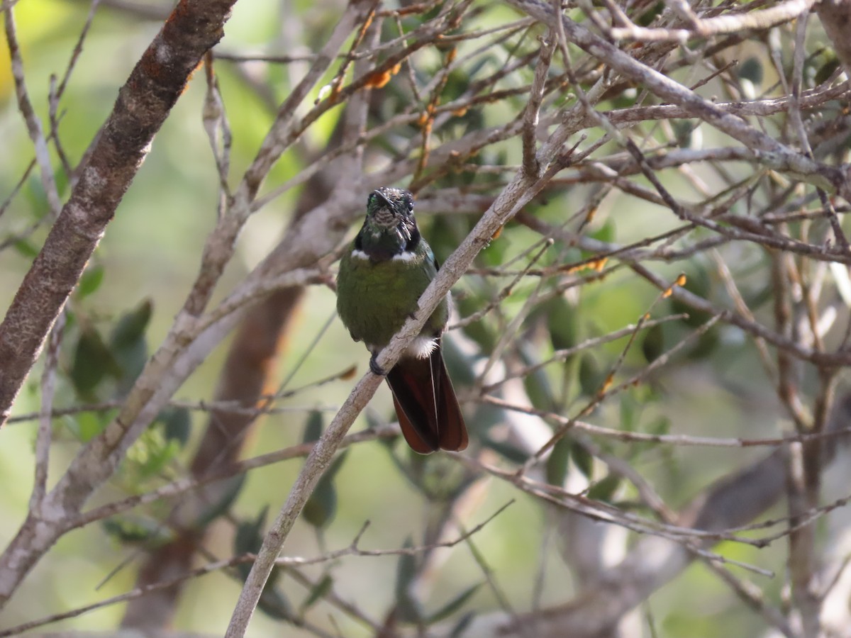 Hooded Visorbearer - ML642452462