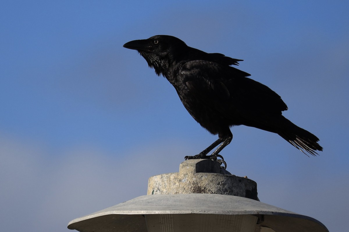 Torresian Crow - ML642452469