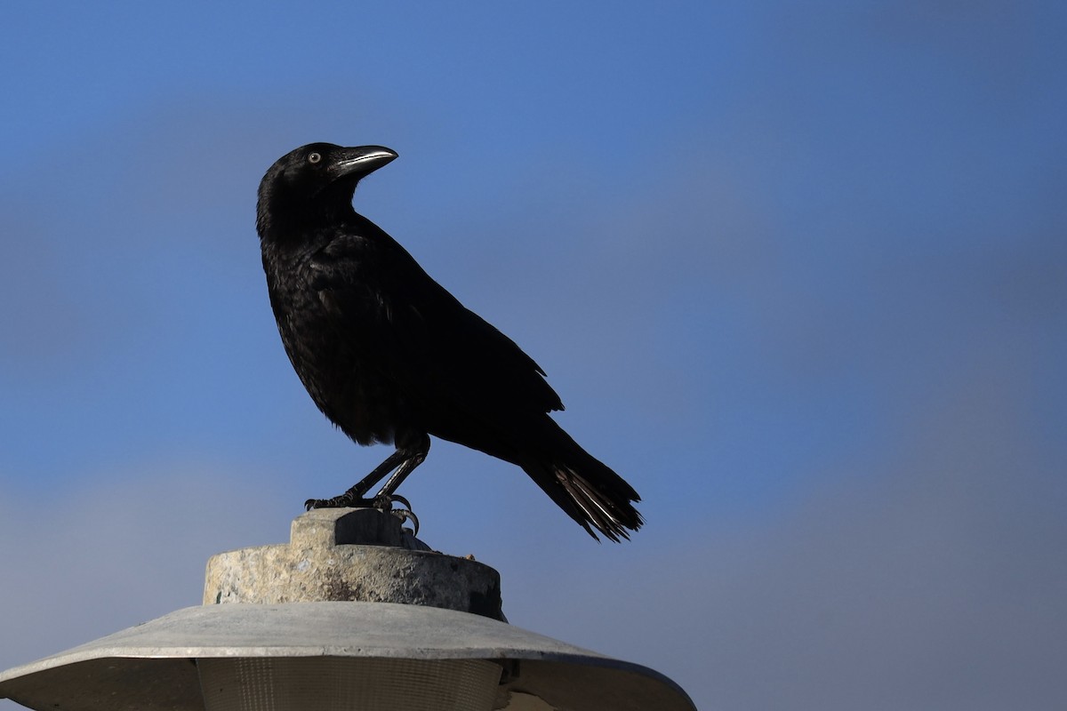 Torresian Crow - ML642452470