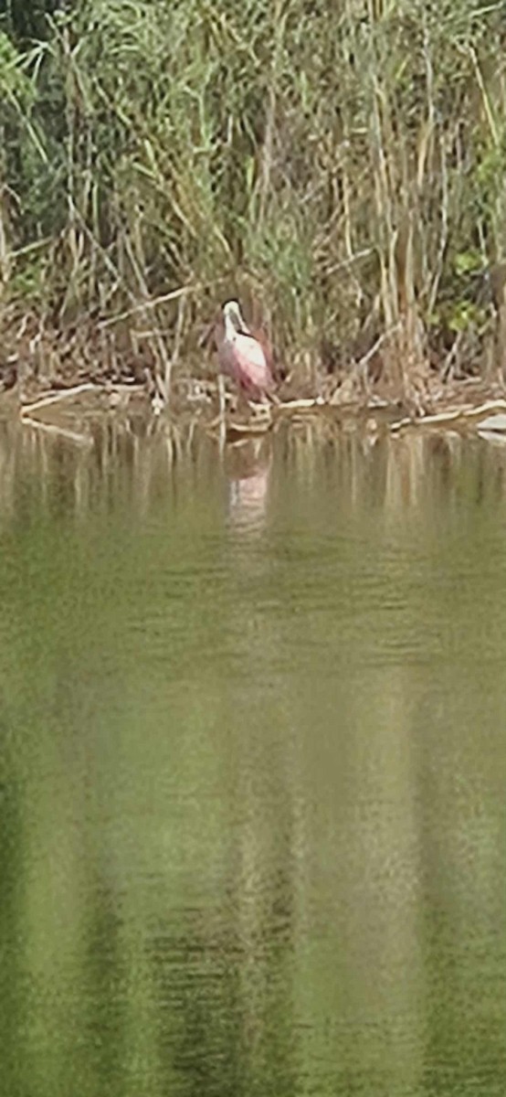 Roseate Spoonbill - ML642452476
