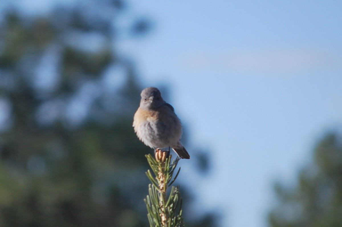 Western Bluebird - ML642452484