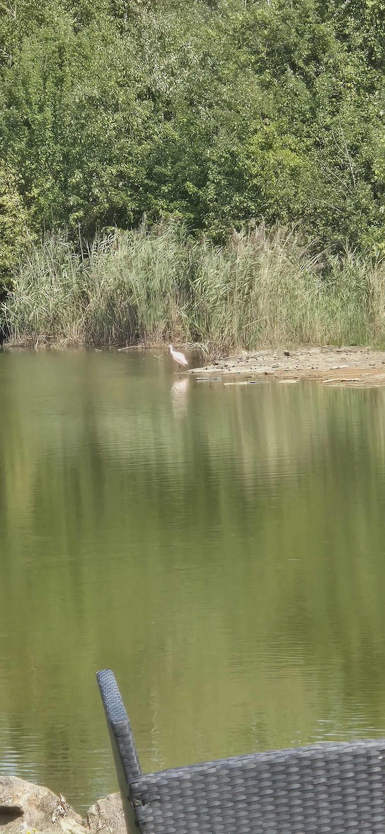 Roseate Spoonbill - ML642452494
