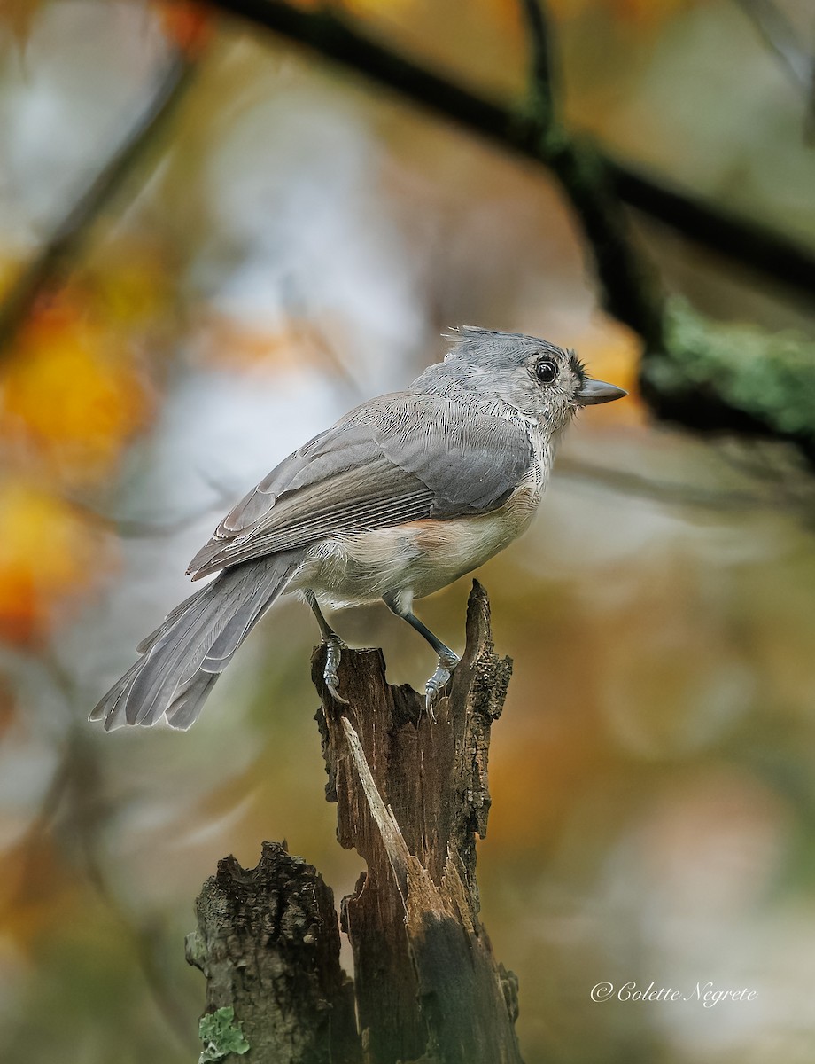 Mésange bicolore - ML642452504