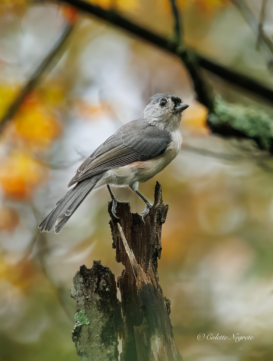 Mésange bicolore - ML642452505