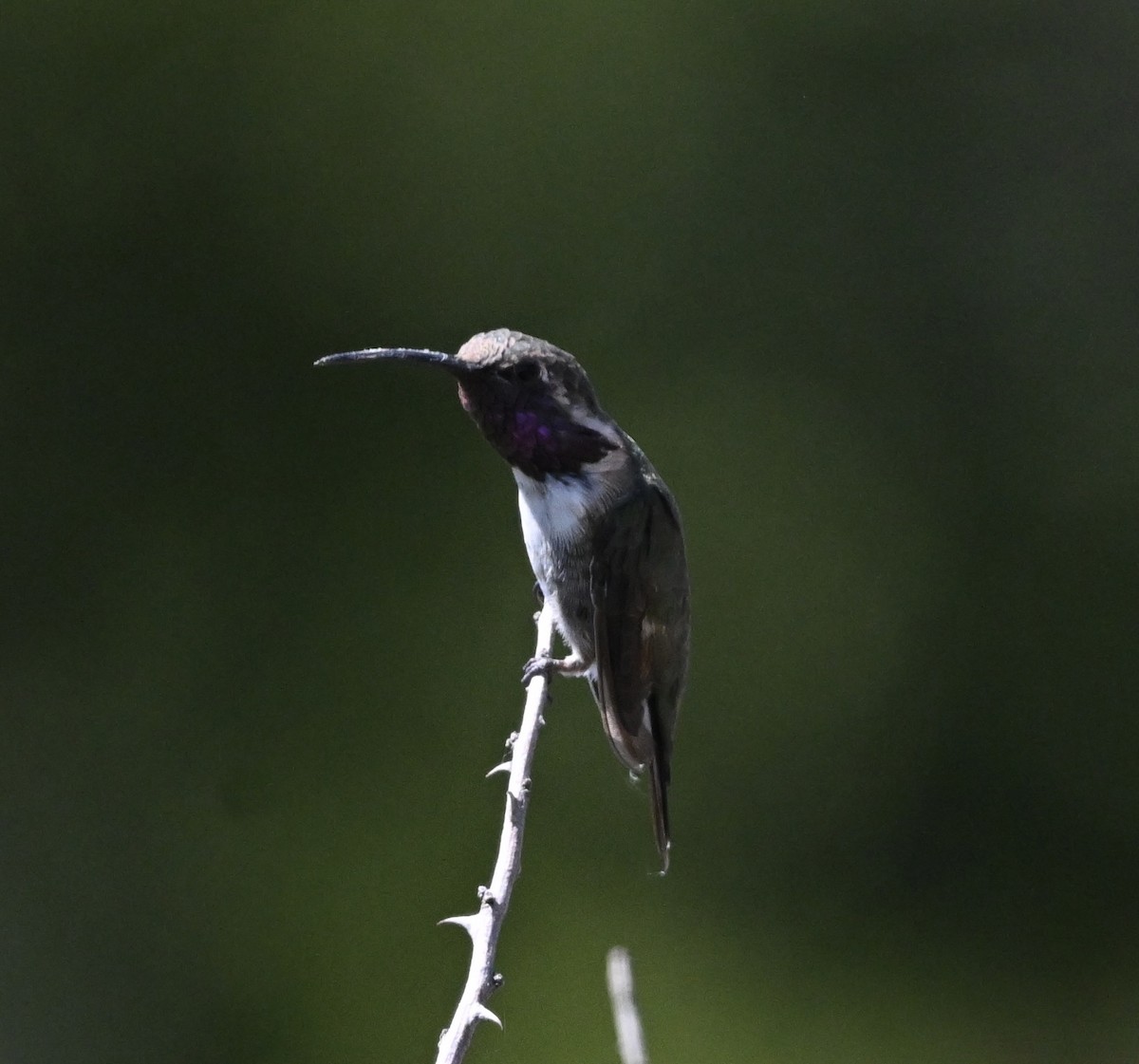 kalypta zelenoboká - ML642452507