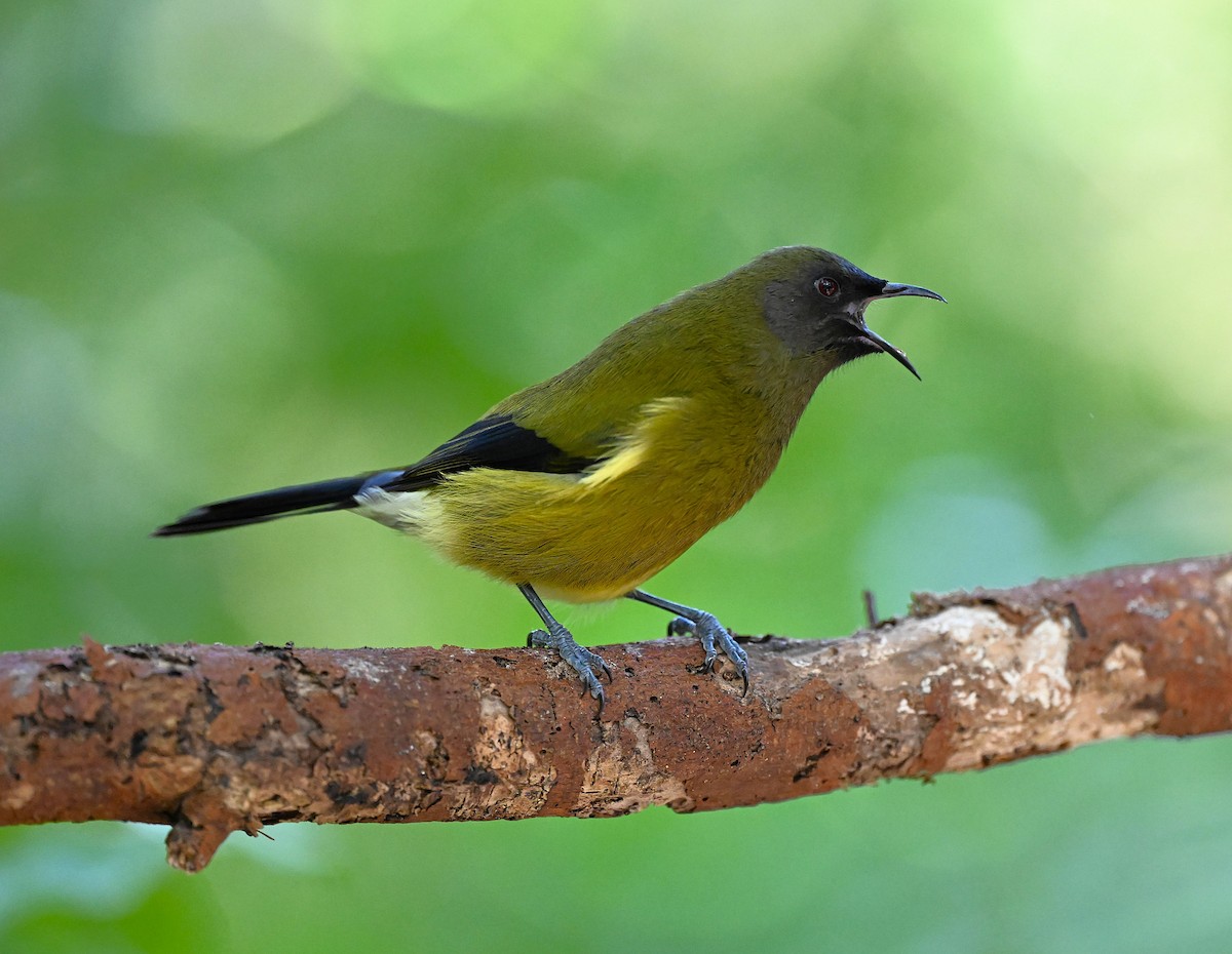 New Zealand Bellbird - ML642452515