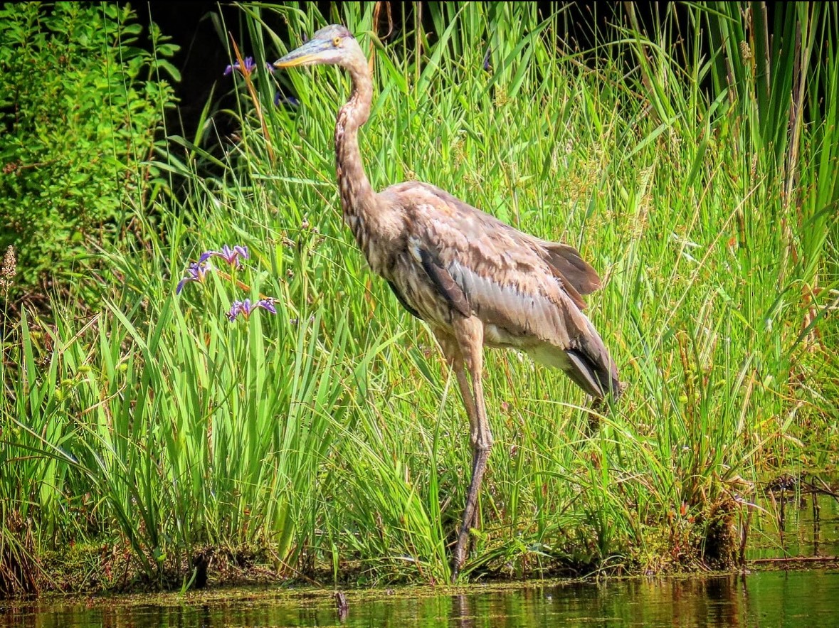 Great Blue Heron - ML642452516