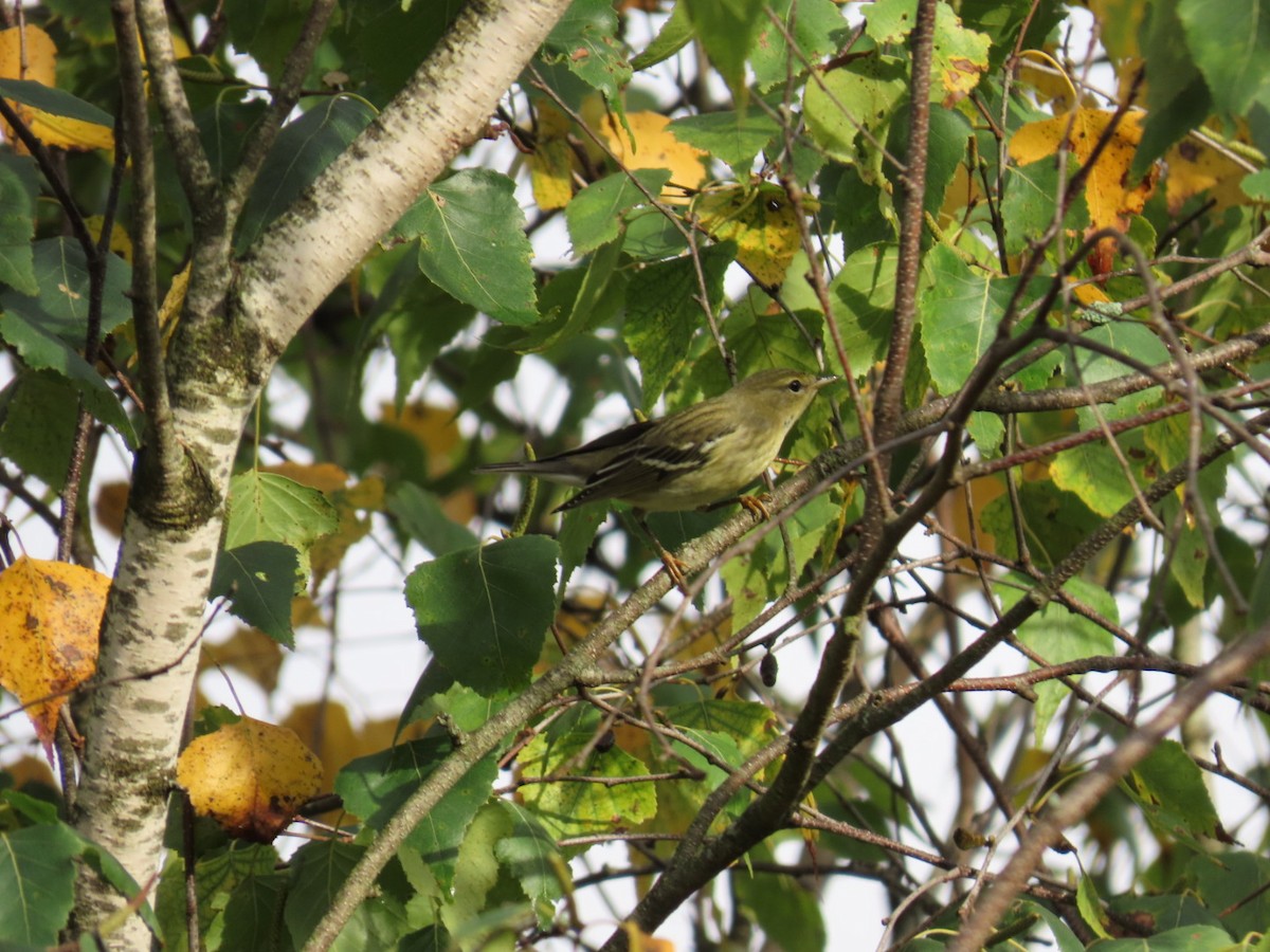 Blackpoll Warbler - ML642452519
