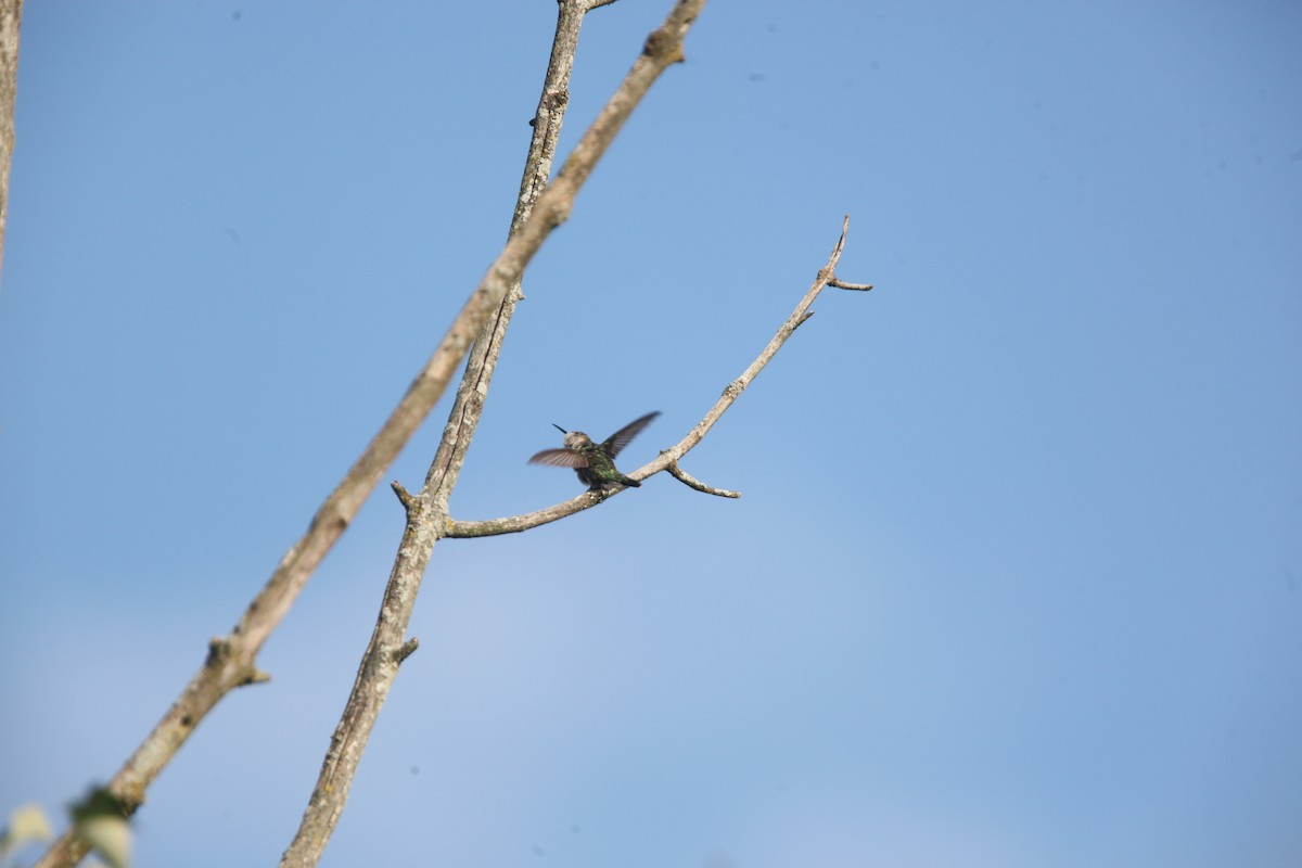 Colibri à gorge rubis - ML642452523