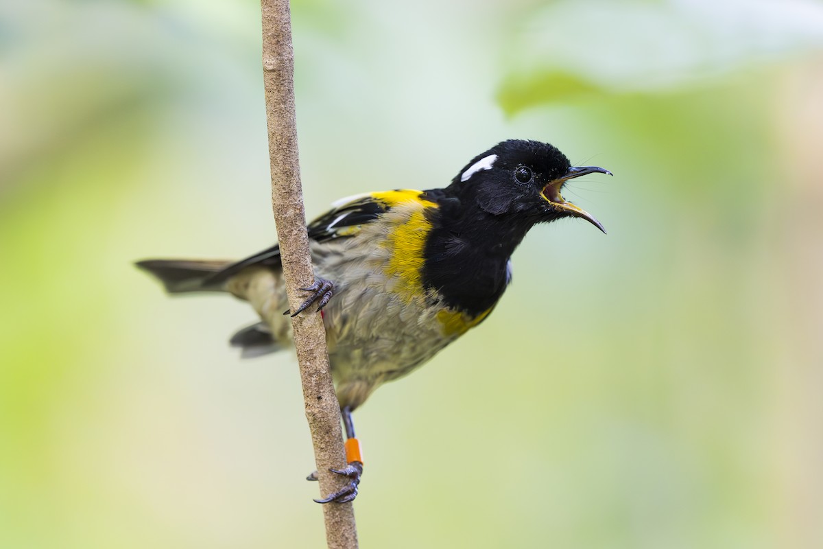 Stitchbird - ML642452528
