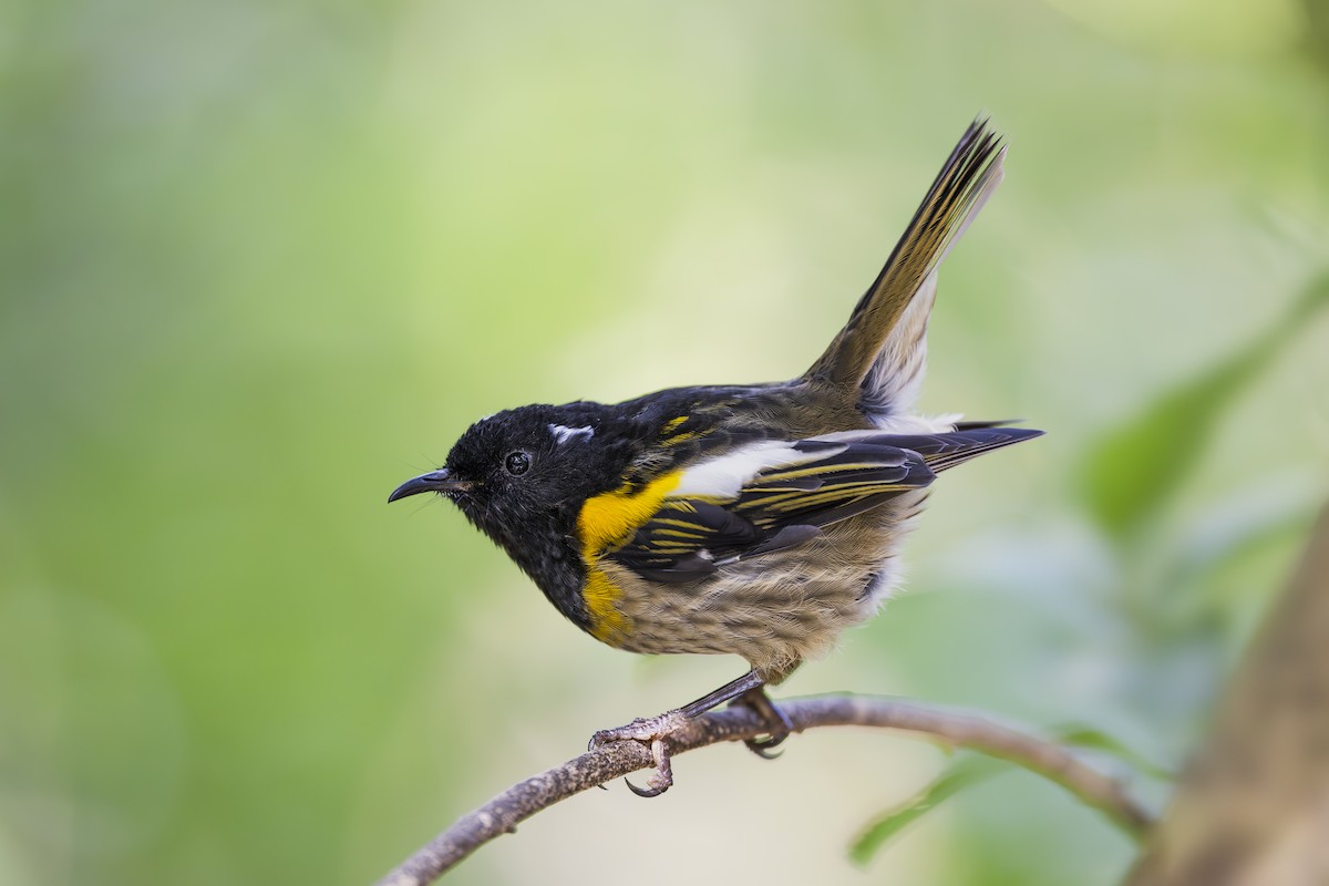 Stitchbird - ML642452529