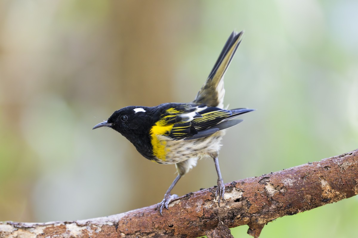 Stitchbird - ML642452530