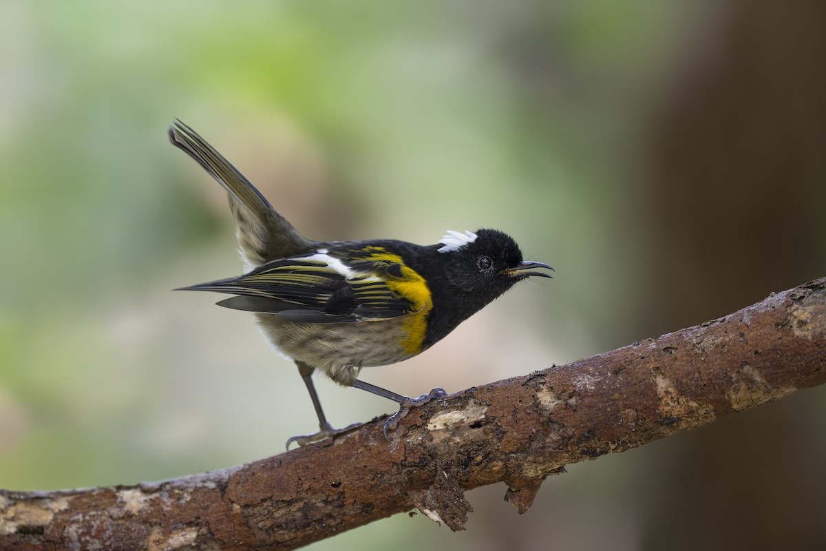 Stitchbird - ML642452531