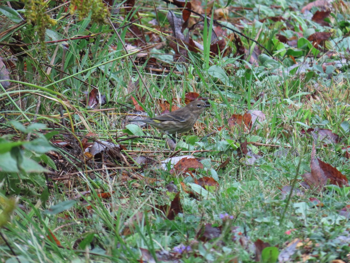 Yellow-rumped Warbler - ML642452539