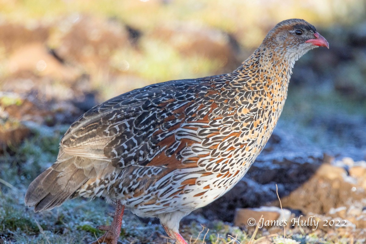 Chestnut-naped Spurfowl - ML642452542