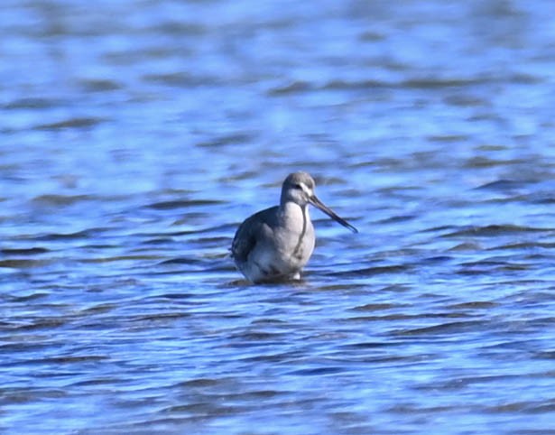 Hudsonian Godwit - ML642452550