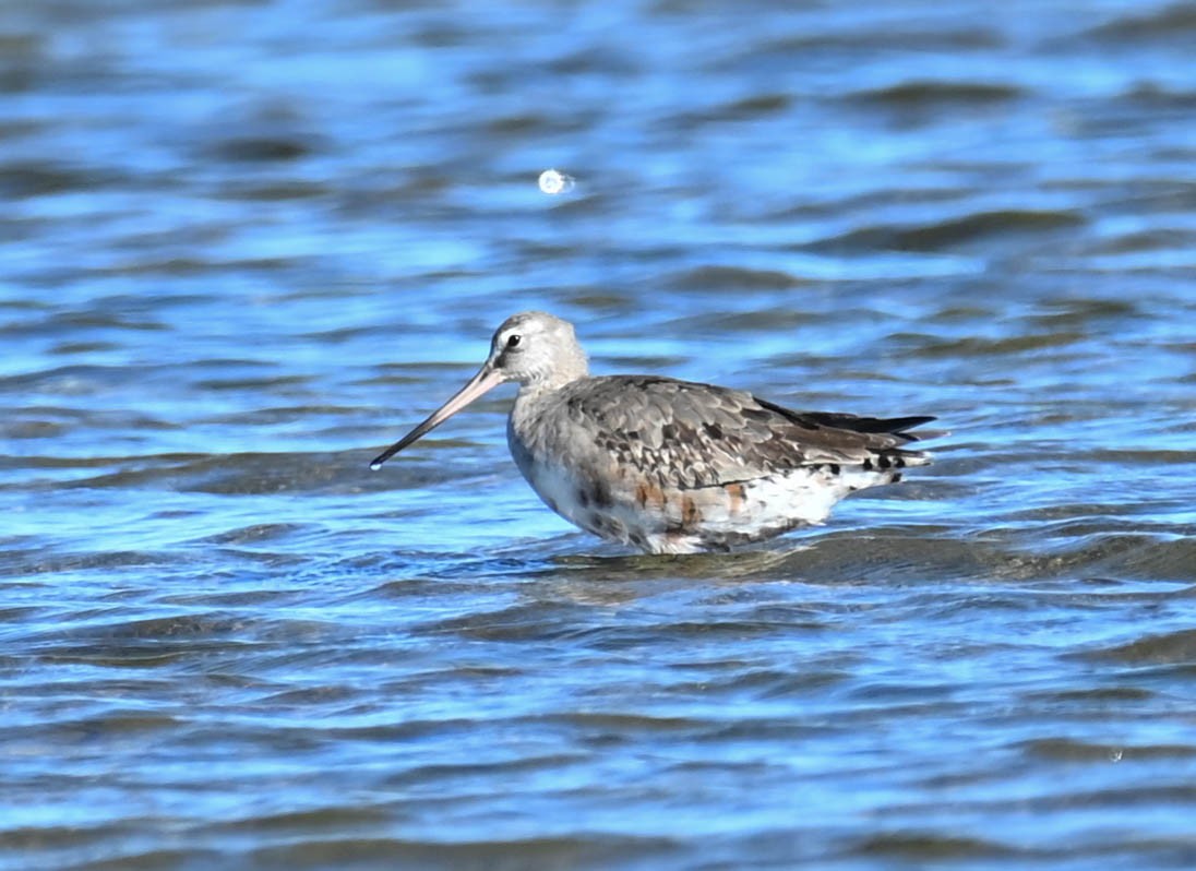 Hudsonian Godwit - ML642452551