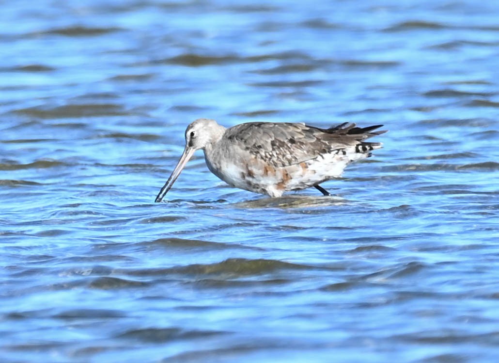 Hudsonian Godwit - ML642452552