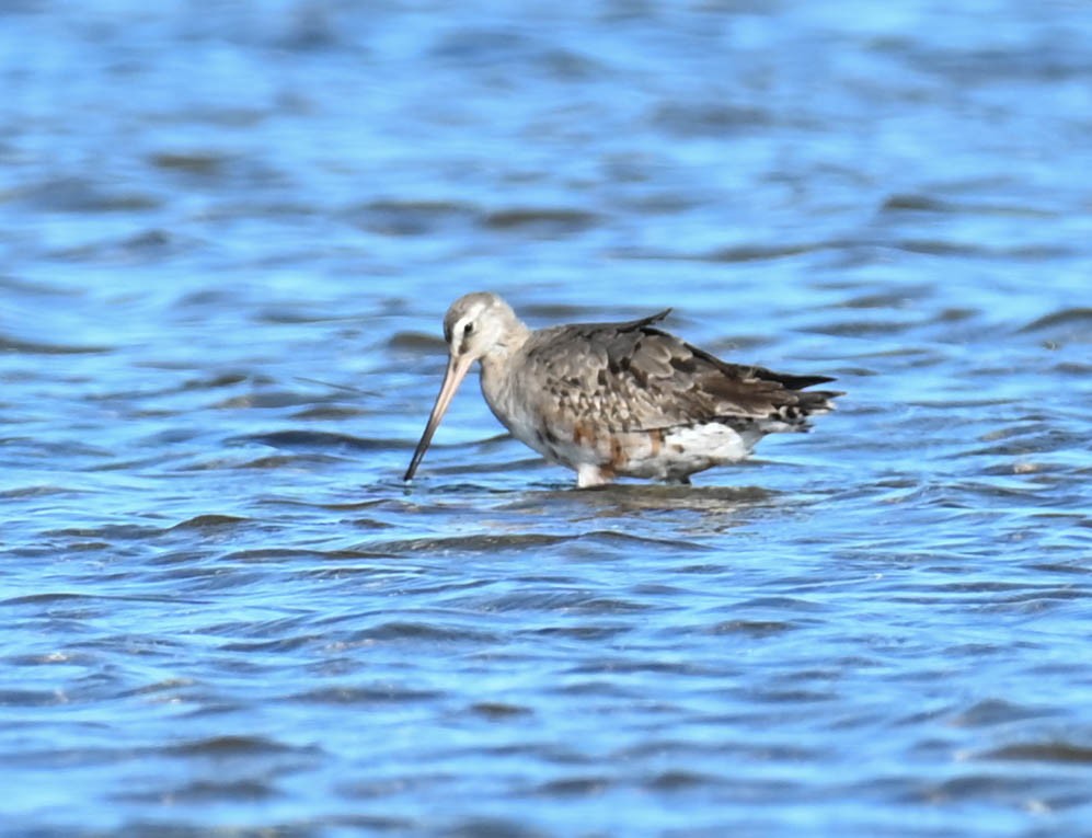 Hudsonian Godwit - ML642452553