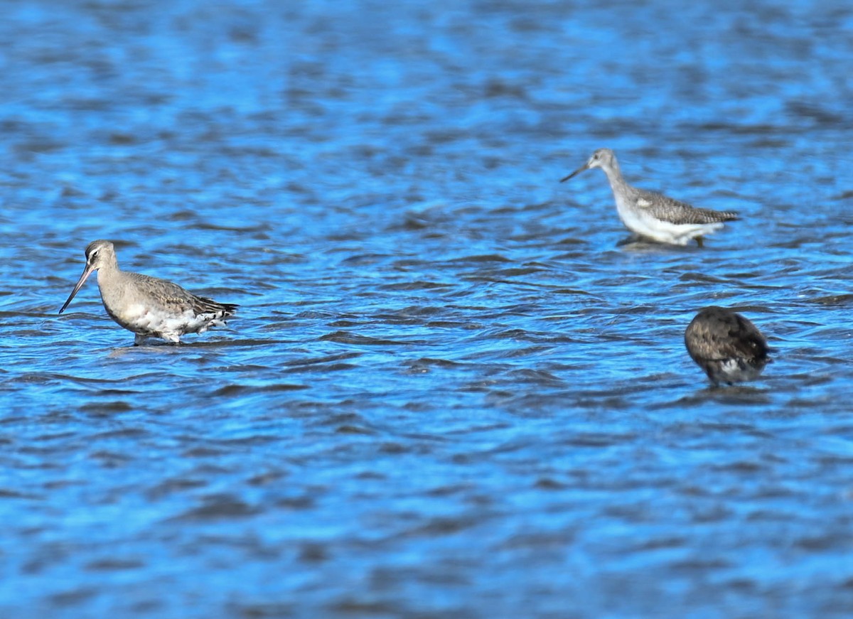 Hudsonian Godwit - ML642452554