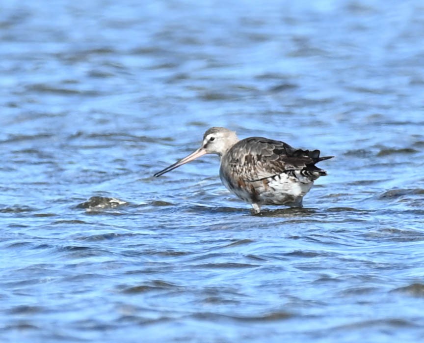 Hudsonian Godwit - ML642452555