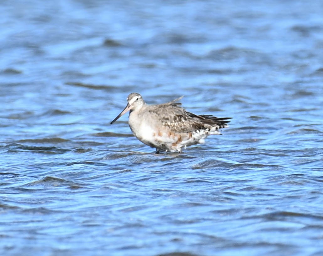 Hudsonian Godwit - ML642452556