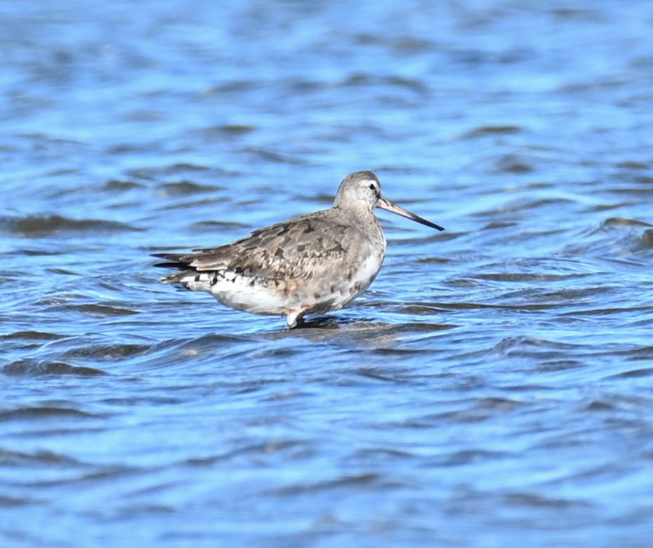 Hudsonian Godwit - ML642452557