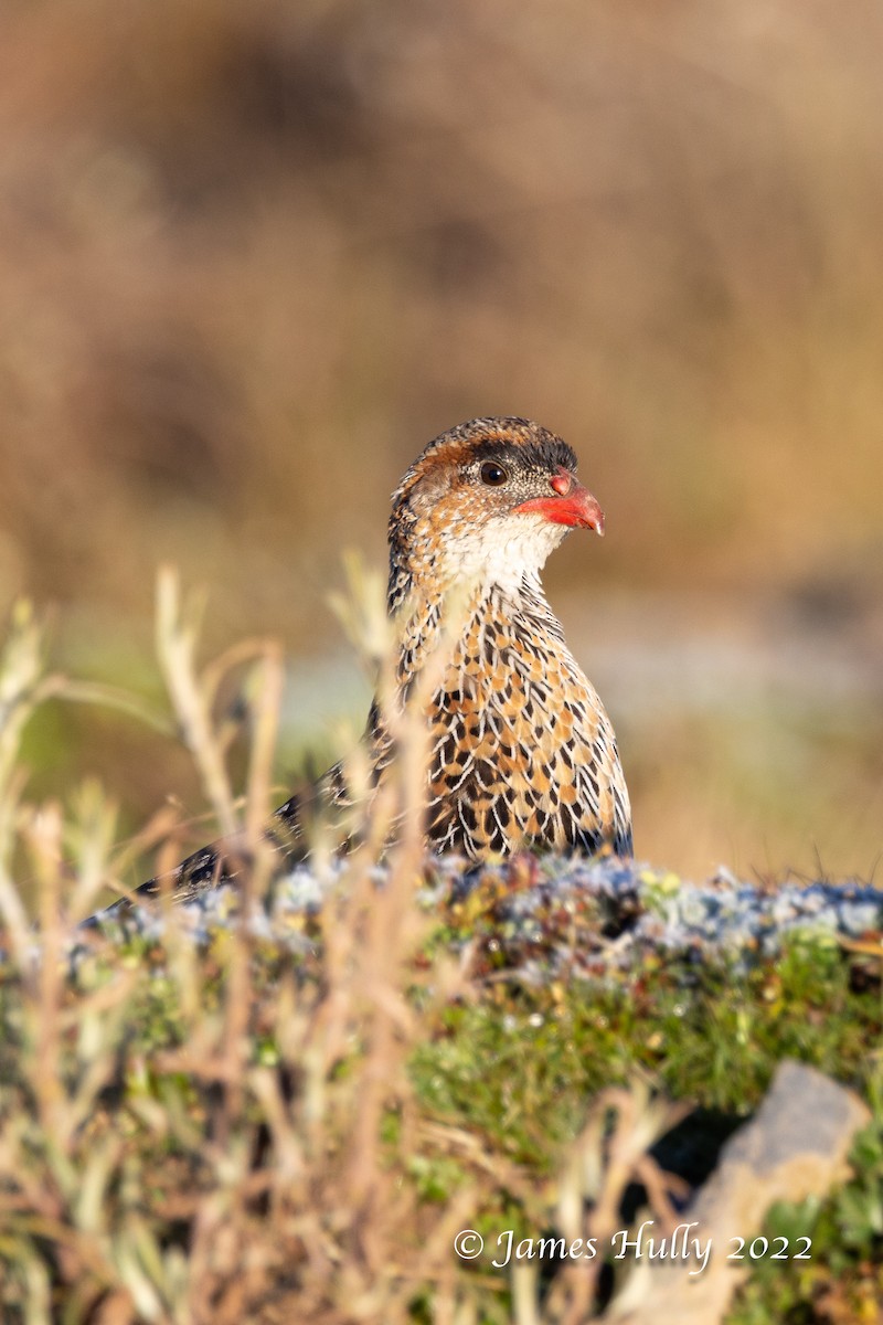 Chestnut-naped Spurfowl - ML642452562