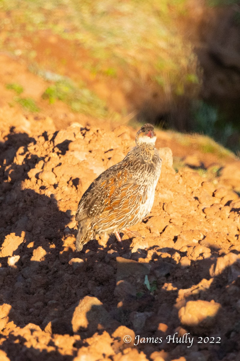 Chestnut-naped Spurfowl - ML642452565