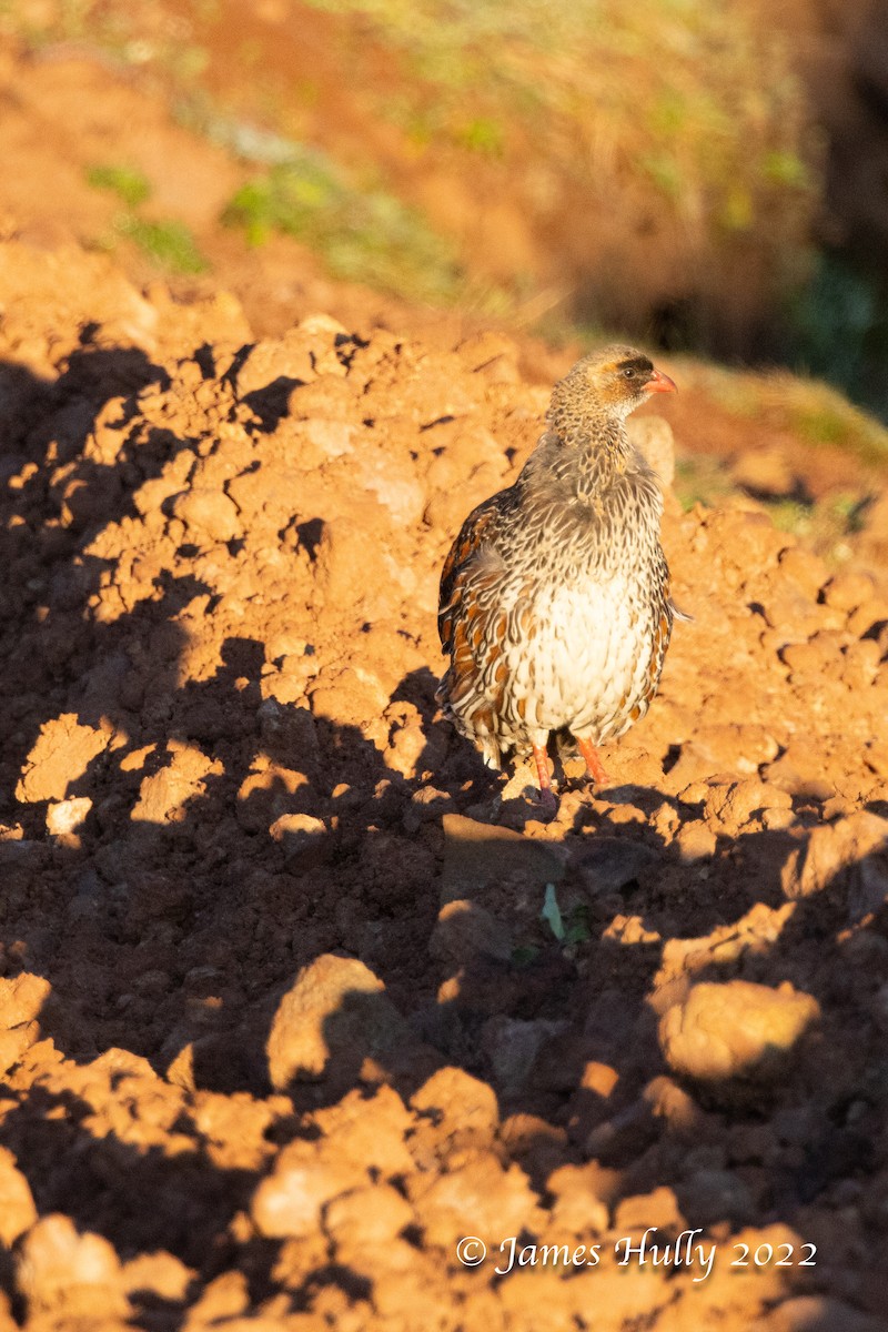 Chestnut-naped Spurfowl - ML642452571