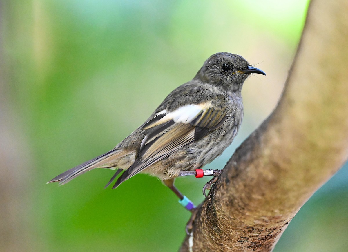 Stitchbird - ML642452606