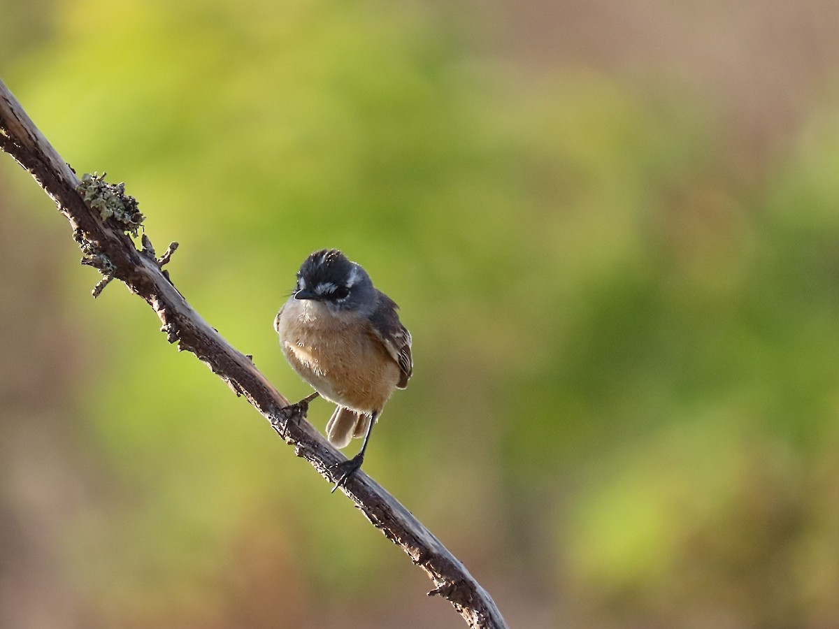 Gray-backed Tachuri - ML642452641