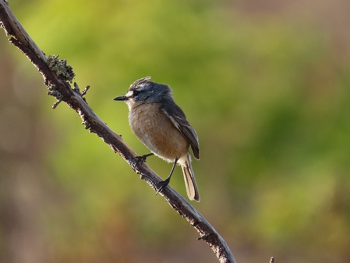 Gray-backed Tachuri - ML642452642