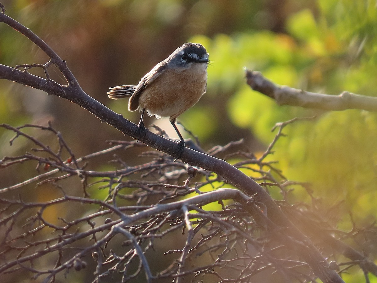 Gray-backed Tachuri - ML642452643