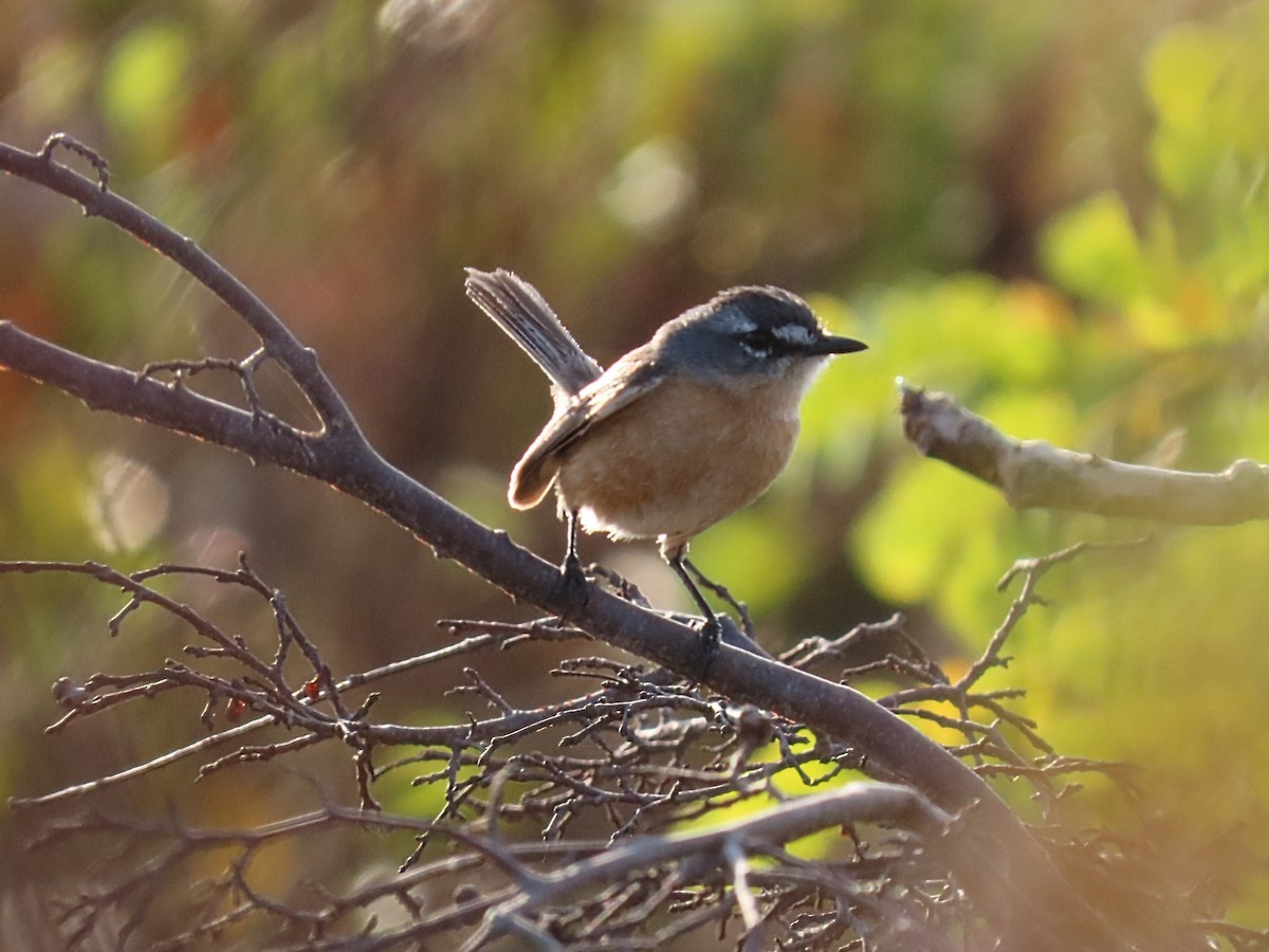 Gray-backed Tachuri - ML642452644