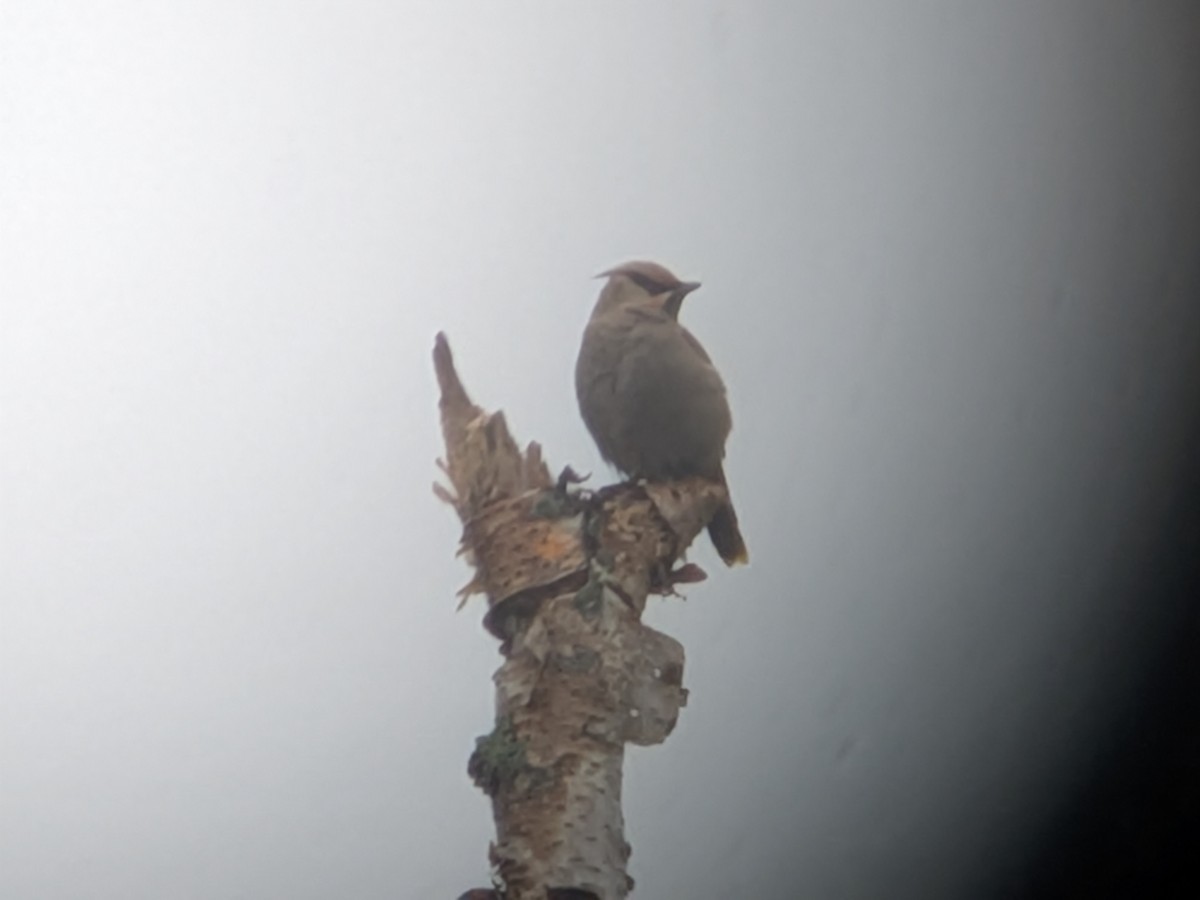 Bohemian Waxwing - ML642452649