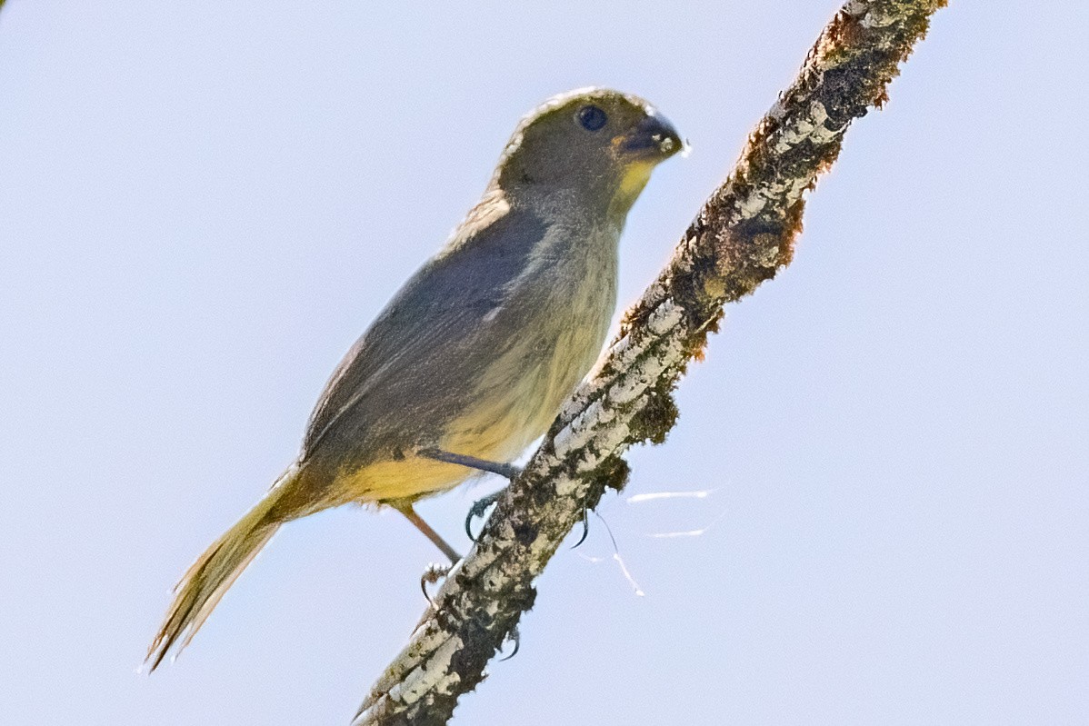 Sporophile variable - ML642452650