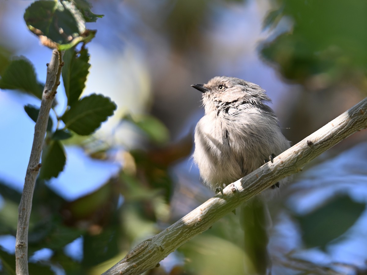 Bushtit (Interior) - ML642452663