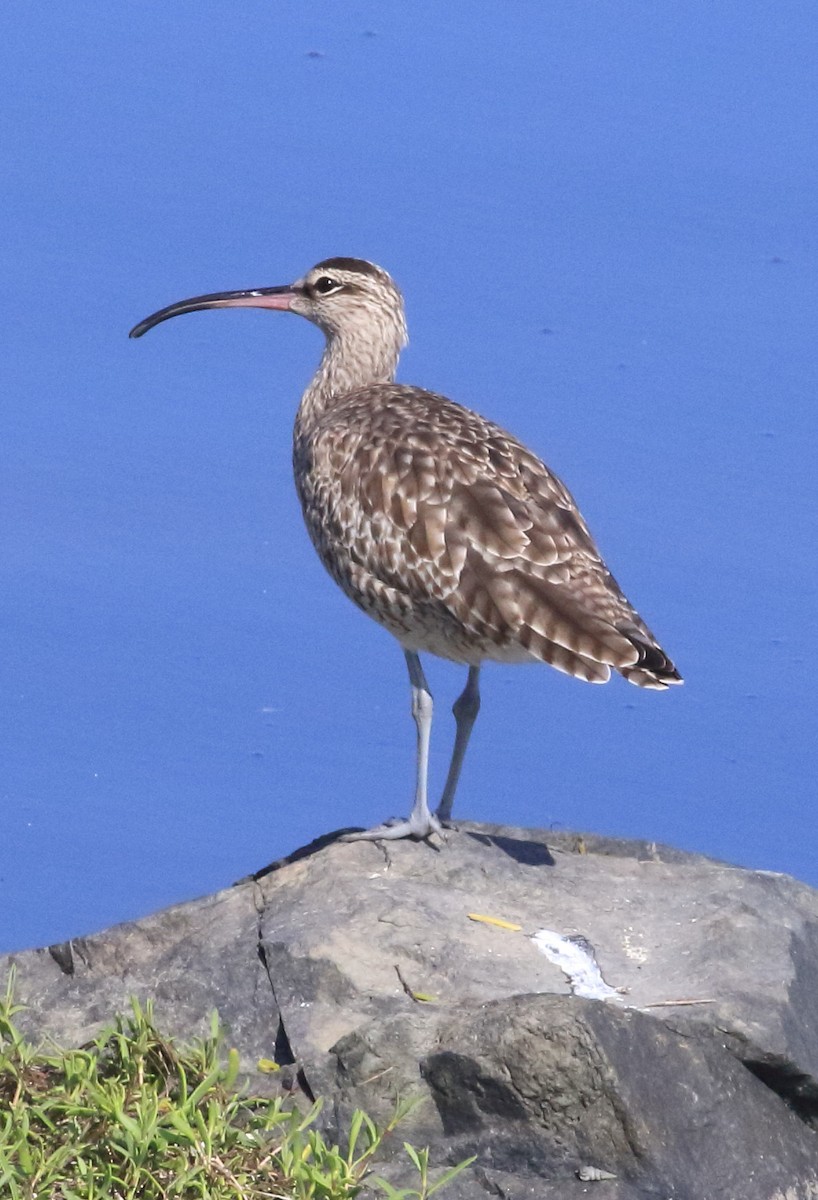 Regenbrachvogel - ML642452679