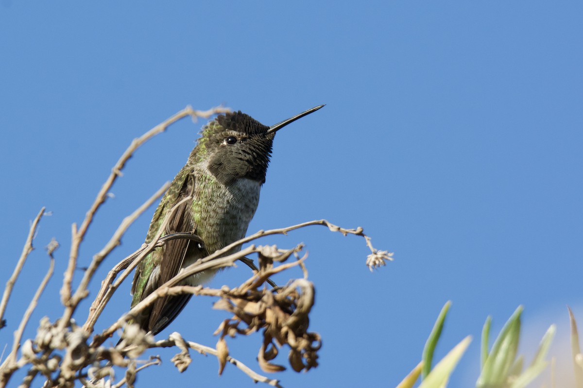 Anna's Hummingbird - ML642452705