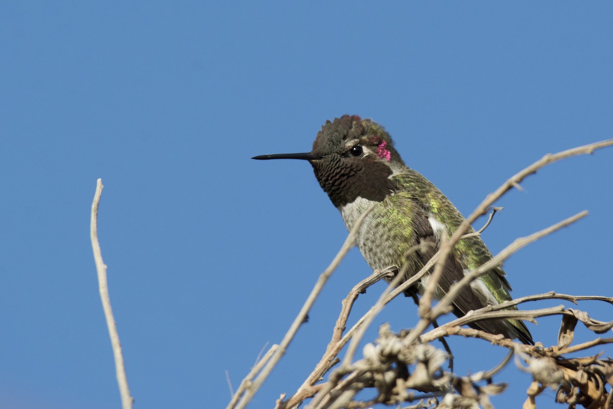 Anna's Hummingbird - ML642452710