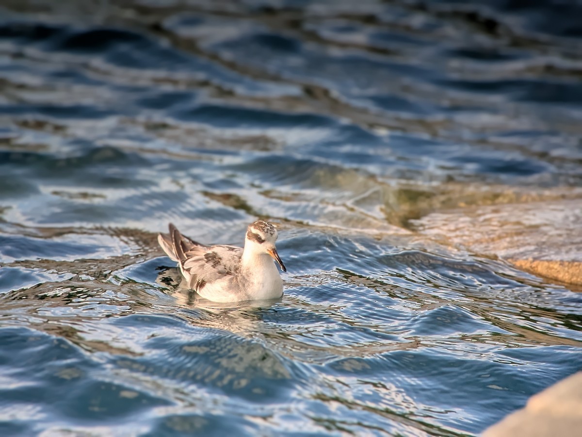 Red Phalarope - ML642452735
