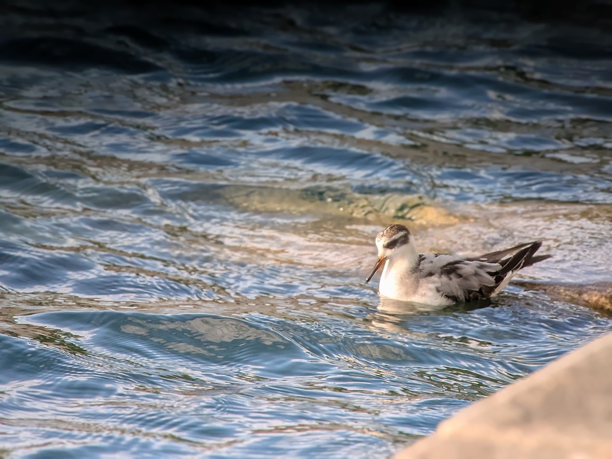 Red Phalarope - ML642452736
