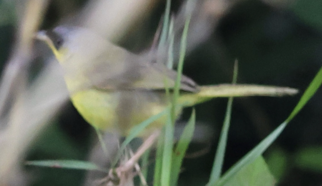 Gray-crowned Yellowthroat - ML642452748