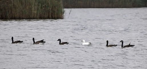 Snow Goose - ML642452754