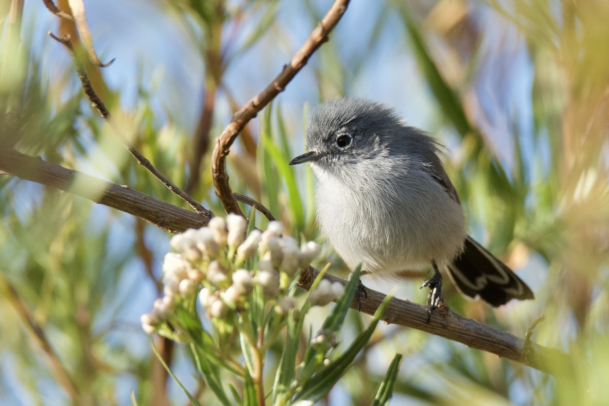 California Gnatcatcher - ML642452758