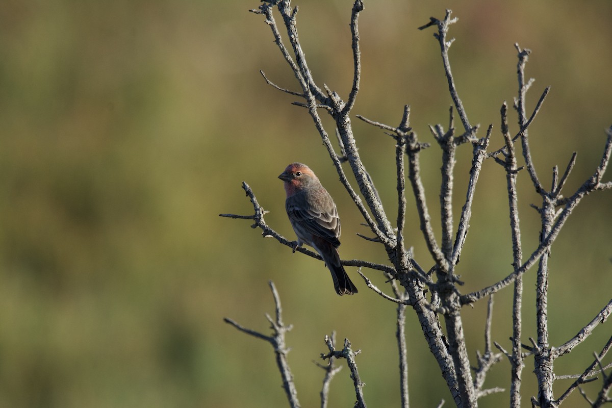 House Finch - ML642452768