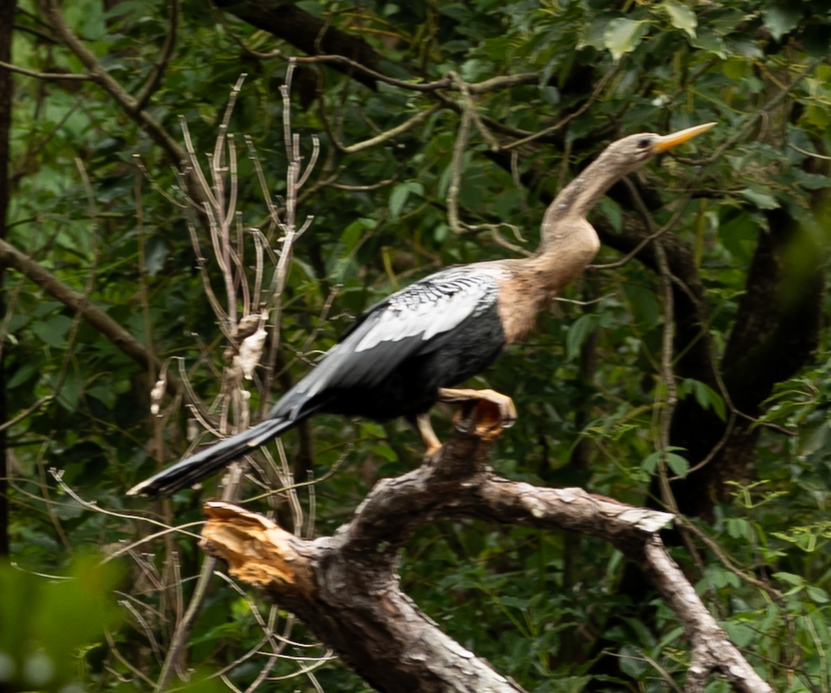 Anhinga - ML642452843