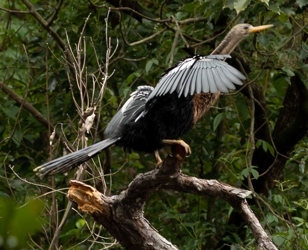 Anhinga - ML642452844