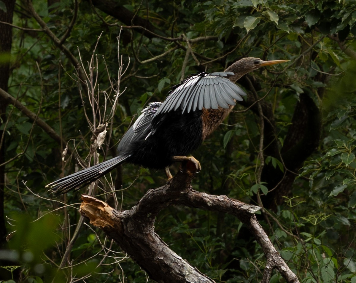 Anhinga - ML642452845